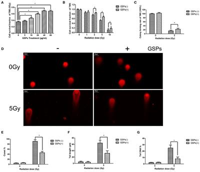 Grape Seed Proanthocyanidins Exert a Radioprotective Effect on the Testes and Intestines Through Antioxidant Effects and Inhibition of MAPK Signal Pathways